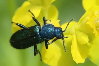<i>Psilothrix viridicoerulea</i>