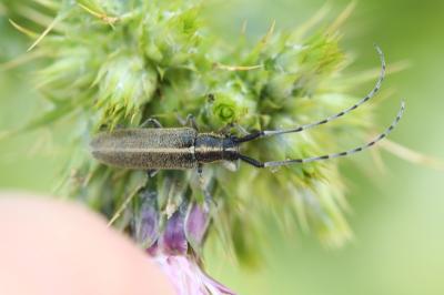 <i>Agapanthia</i>