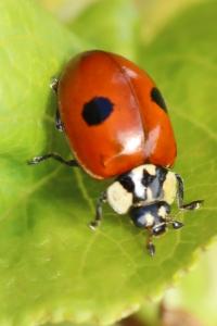 <i>Adalia bipunctata</i>