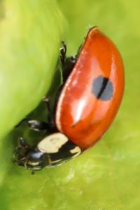 <i>Adalia bipunctata</i>