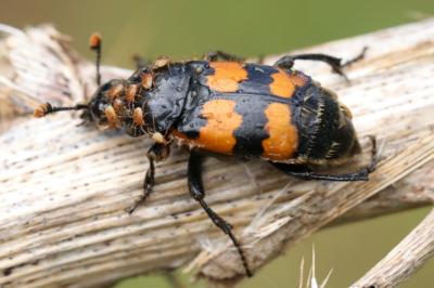 <i>Nicrophorus</i>