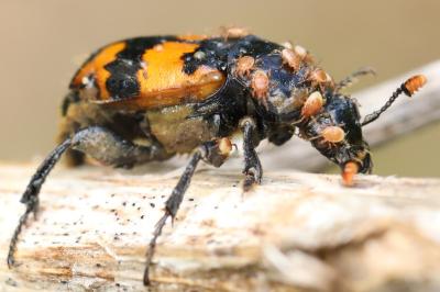 <i>Nicrophorus</i>