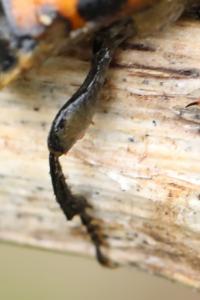 <i>Nicrophorus</i>