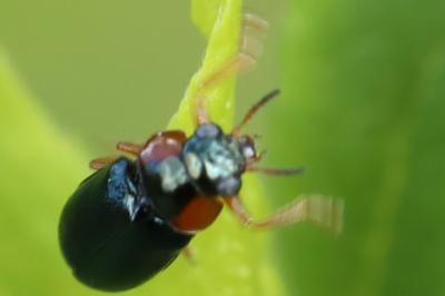 <i>Smaragdina affinis</i>