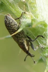 <i>Lixus filiformis</i>