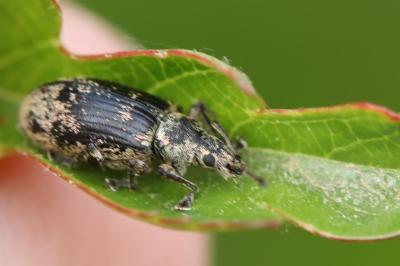<i>Phyllobius</i>