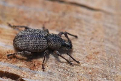 <i>Otiorhynchus singularis</i>