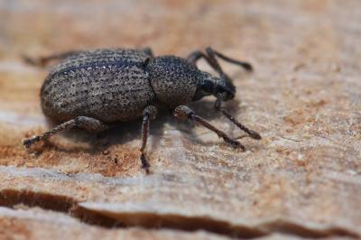 <i>Otiorhynchus singularis</i>