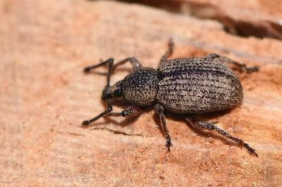 <i>Otiorhynchus singularis</i>