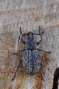<i>Otiorhynchus singularis</i>