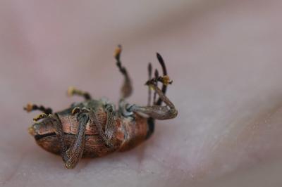 <i>Curculio glandium</i>