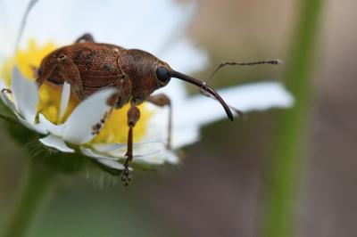 <i>Curculio glandium</i>