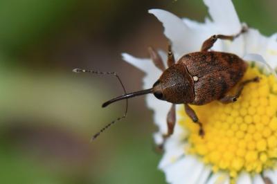<i>Curculio glandium</i>