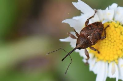 <i>Curculio glandium</i>