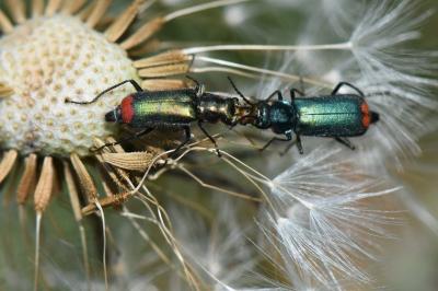 Malachius bipustulatus