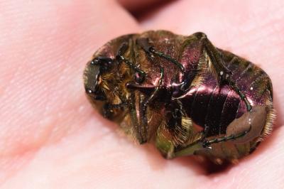 <i>Cetonia aurata</i>