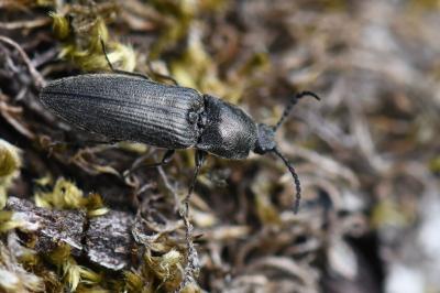 <i>Cidnopus pilosus</i>