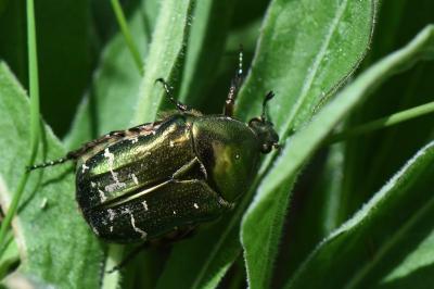 <i>Cetonia aurata</i>