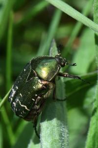 <i>Cetonia aurata</i>
