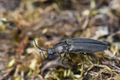 <i>Cidnopus pilosus</i>