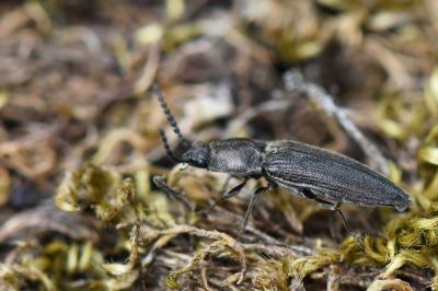 <i>Cidnopus pilosus</i>