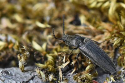 <i>Cidnopus pilosus</i>