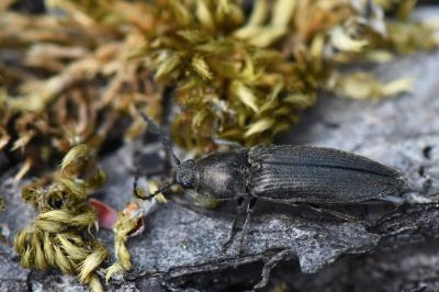 <i>Cidnopus pilosus</i>