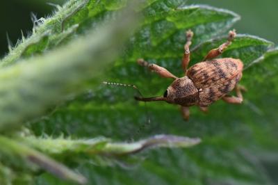 <i>Curculio venosus</i>