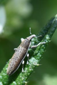 <i>Lixus ochraceus</i>