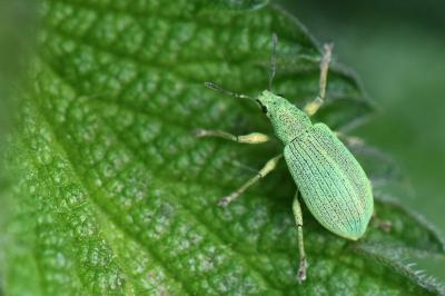 <i>Polydrusus planifrons</i>