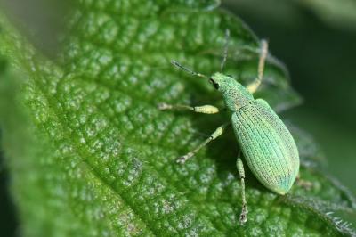<i>Polydrusus planifrons</i>