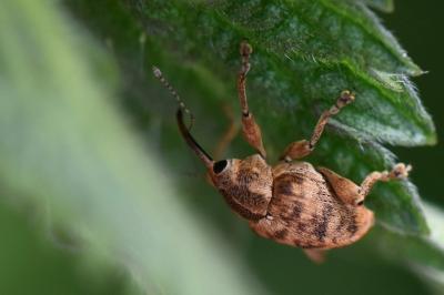 <i>Curculio venosus</i>