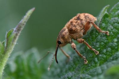 <i>Curculio venosus</i>