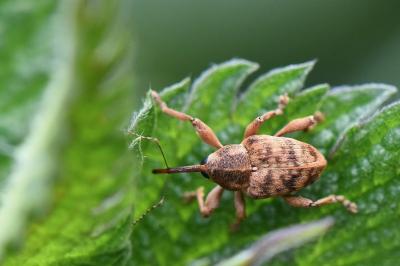 <i>Curculio venosus</i>