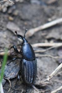 <i>Sphenophorus</i>