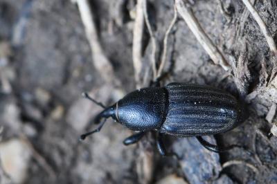 <i>Sphenophorus</i>