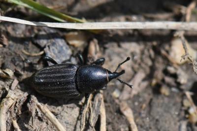 <i>Sphenophorus</i>