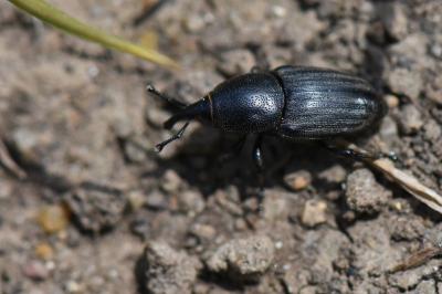<i>Sphenophorus</i>