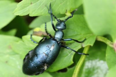 <i>Meloe violaceus</i>