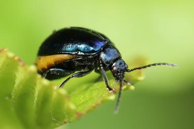 <i>Agelastica alni</i>