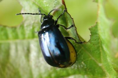 <i>Agelastica alni</i>