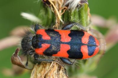 <i>Trichodes alvearius</i>