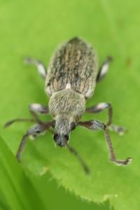 <i>Phyllobius pyri</i>