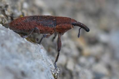 Lixus punctiventris
