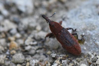 Lixus punctiventris