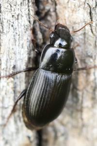 <i>Harpalus</i>