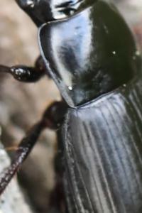 <i>Harpalus</i>