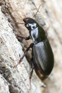 <i>Harpalus</i>