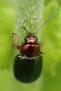 <i>Crepidodera aurata</i>