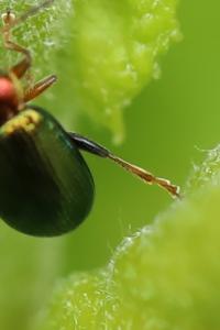 <i>Crepidodera aurata</i>